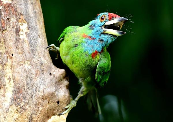 বড় বসন্তবৌরি – ভাস্কর চ্যাটার্জি