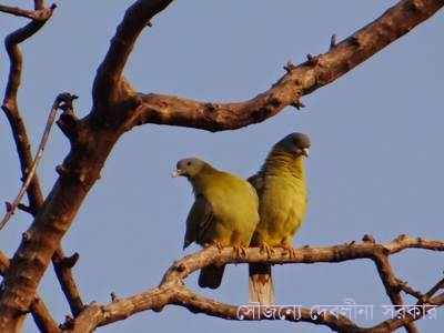 মন ভালো নেই – বাদল বসু