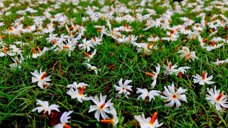 শিউলি তলার রূপকথা – মণি ফকির (সুধীর কুমার দত্ত স্মৃতি সাহিত্য প্রতিযোগিতায় দ্বিতীয় পুরস্কার প্রাপ্ত গল্প)