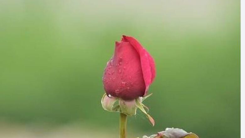 ঝরতে দিওনা কুঁড়ি –  কলমে :: মেঘদূত 