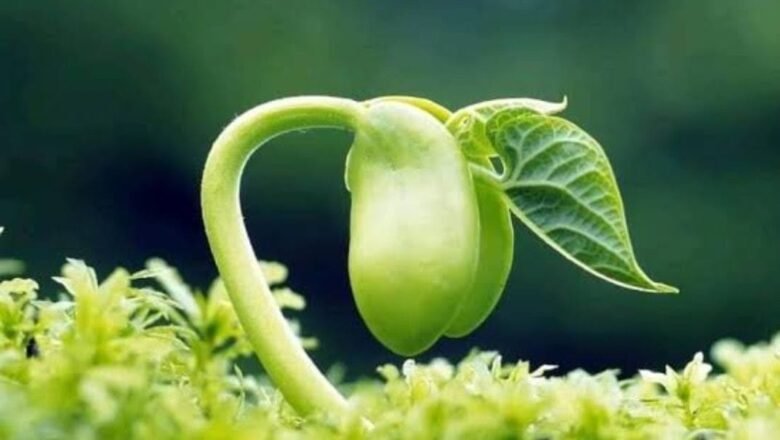 সৃষ্টি – শ্রুতি দত্ত রায়